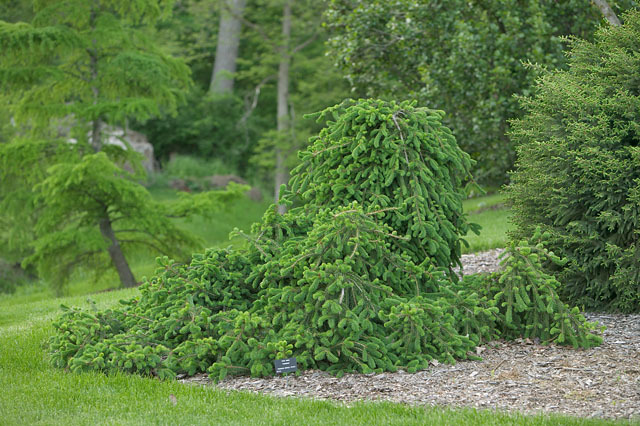 Picea abies 