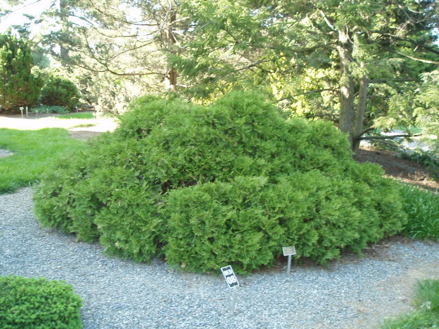 Thuja occidentalis 