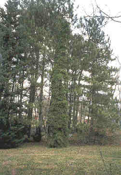 Abies fraseri 