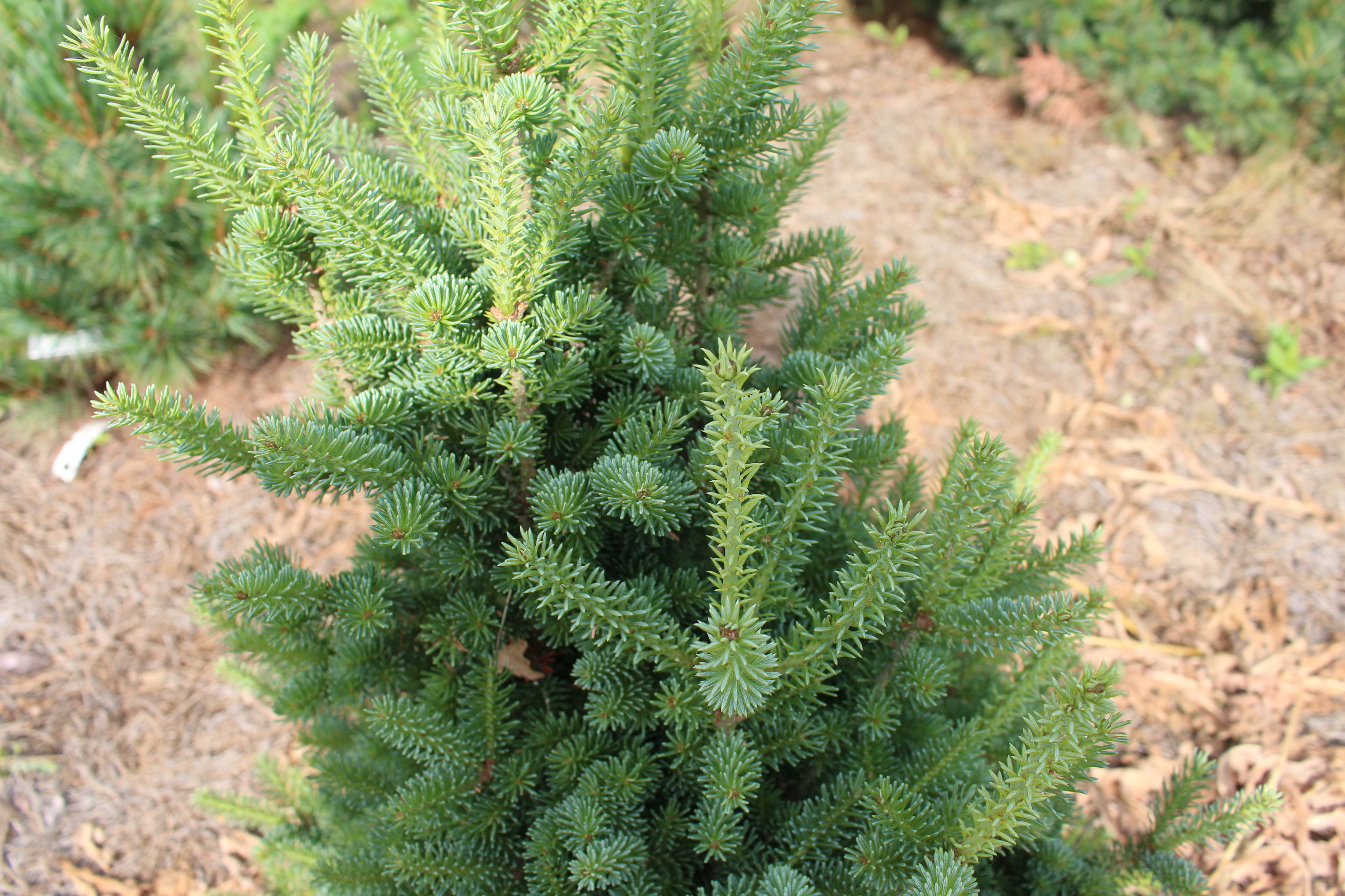 Abies fraseri 