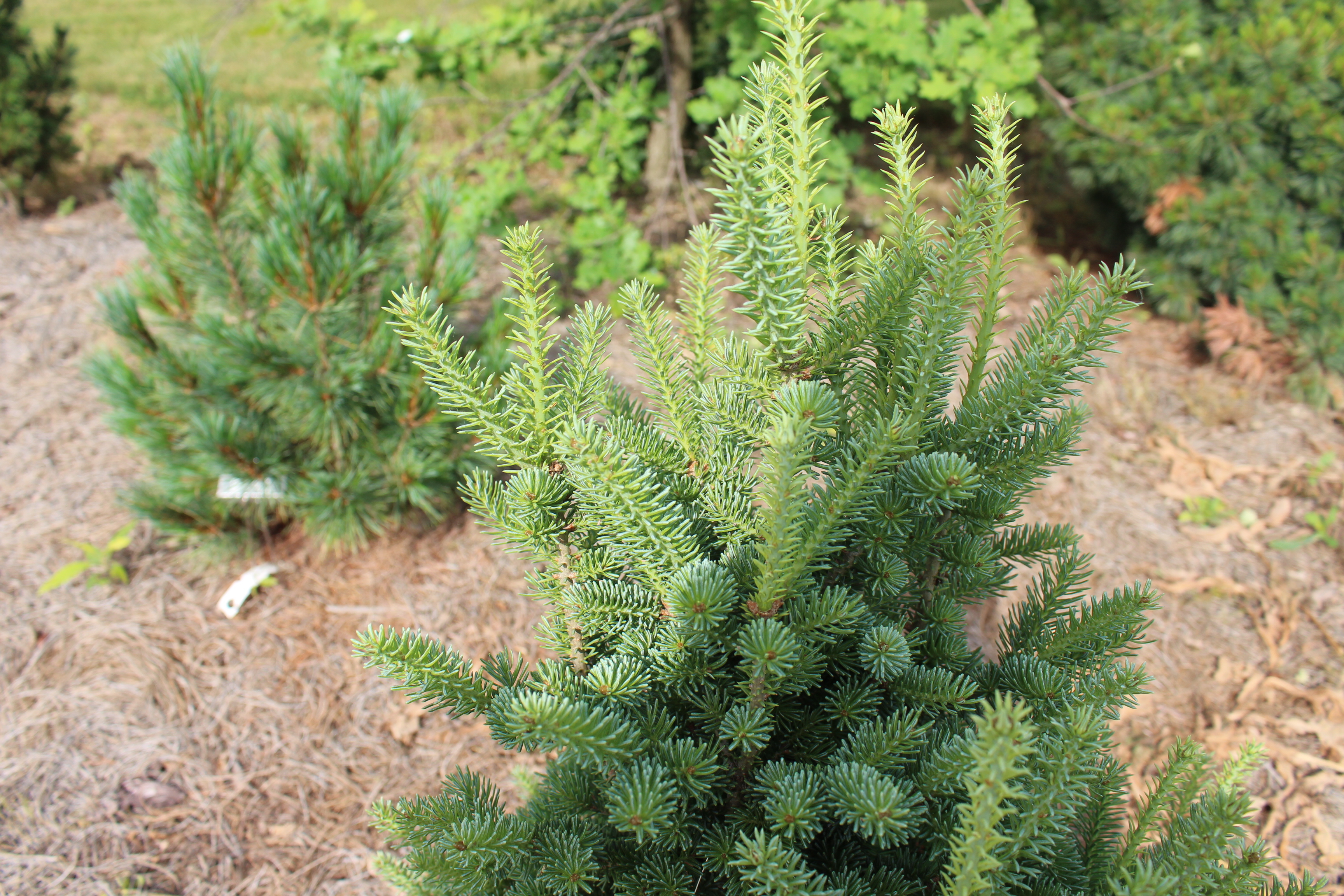 Abies fraseri 
