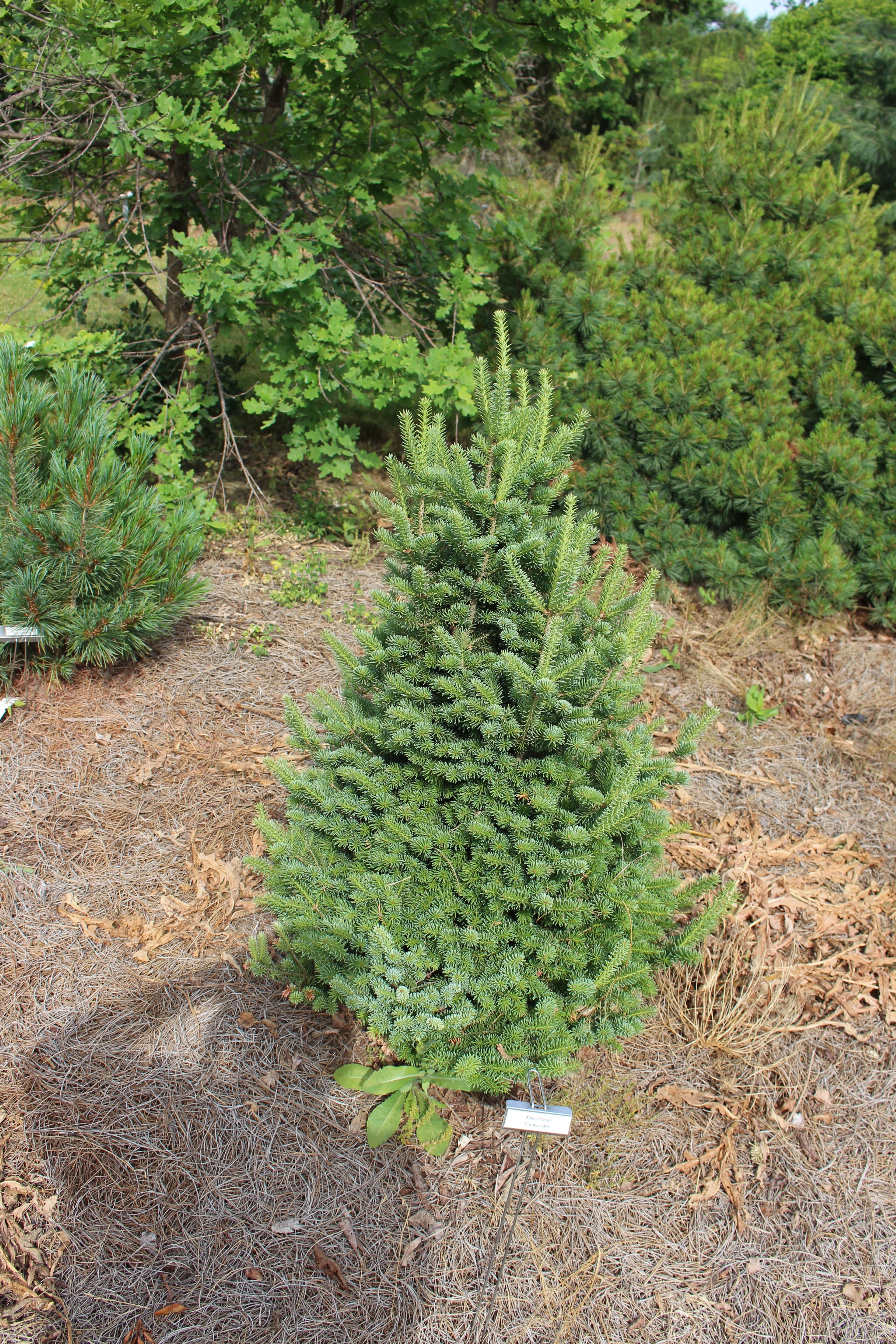 Abies fraseri 