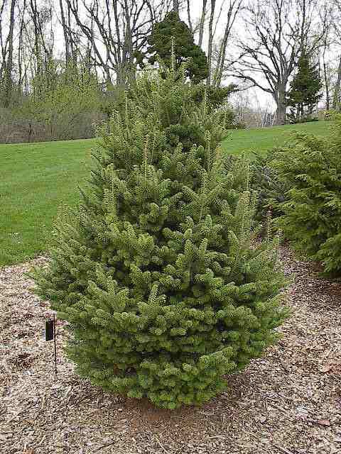 Abies fraseri 