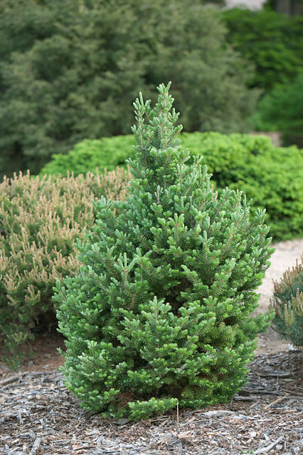 Abies fraseri 
