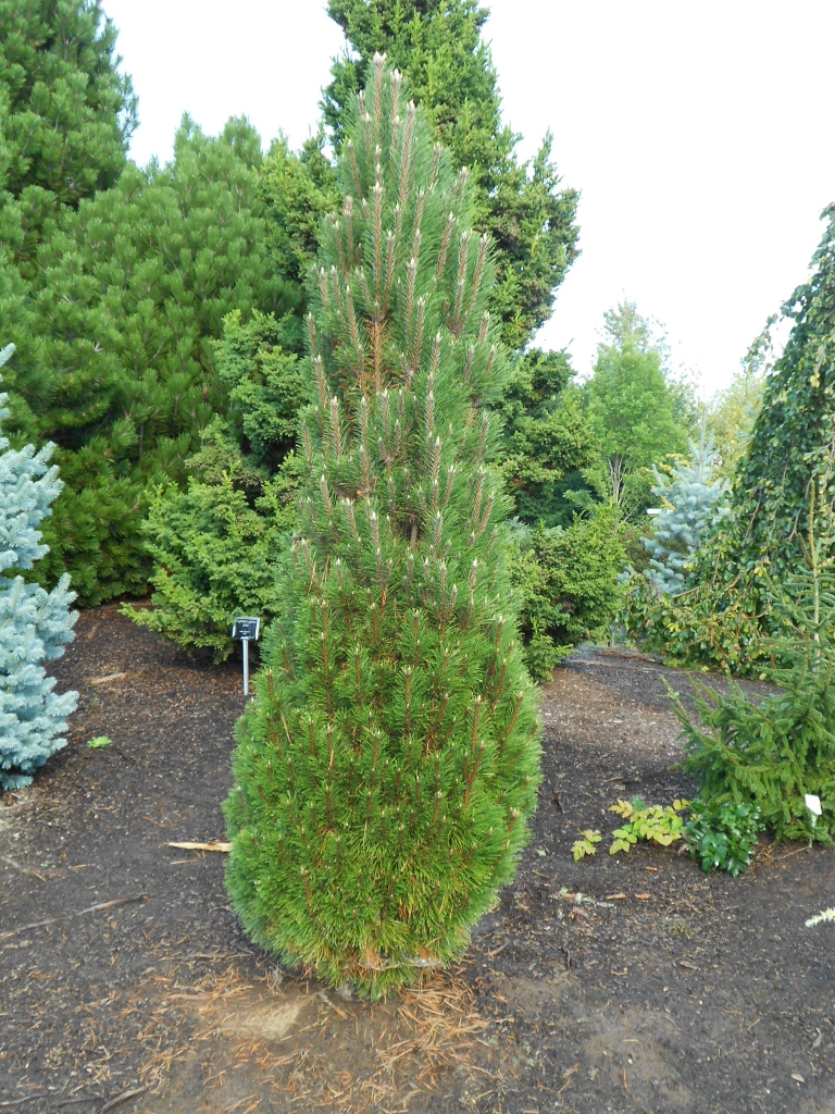 Pinus nigra 