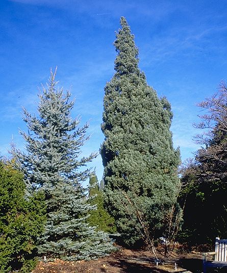 Picea pungens 