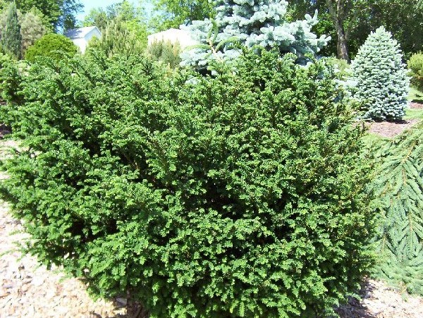 Taxus baccata 