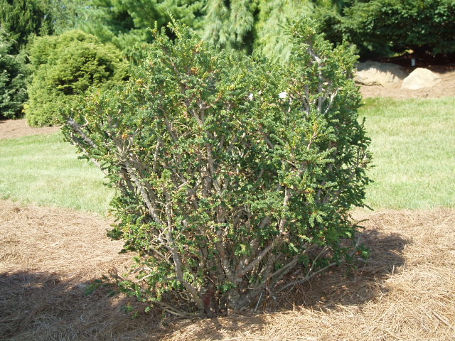 Taxus baccata 
