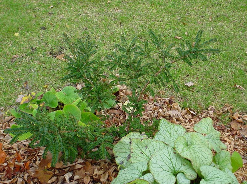 Taxus baccata 