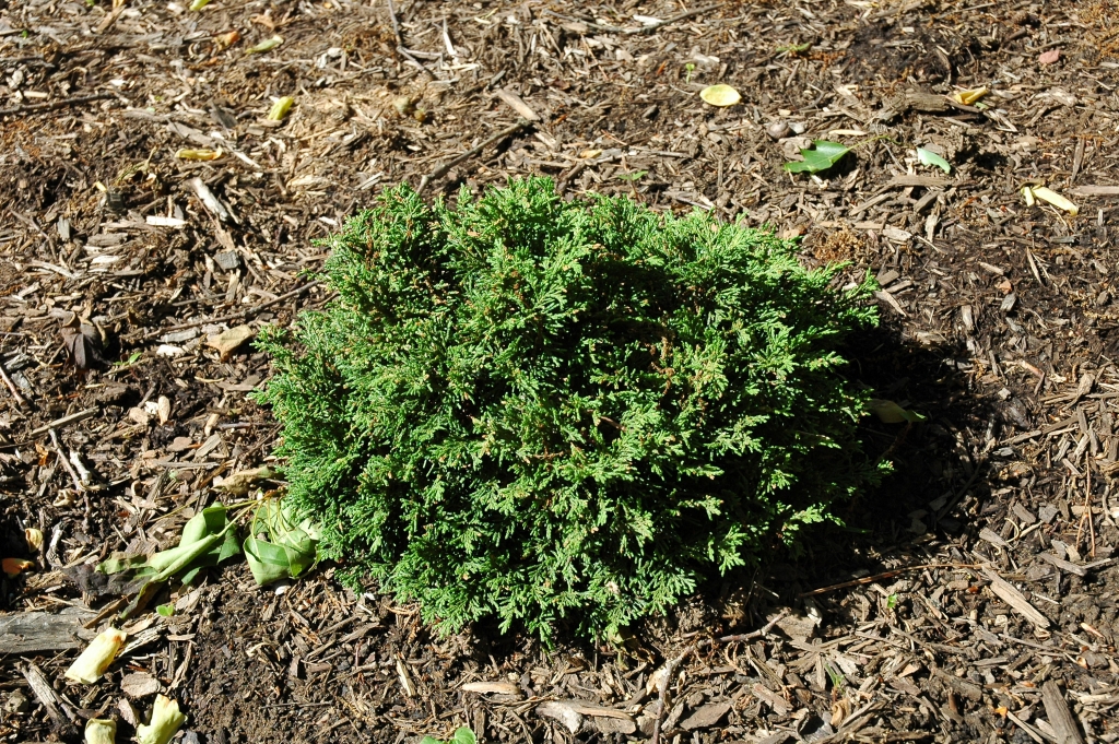 Chamaecyparis lawsoniana 