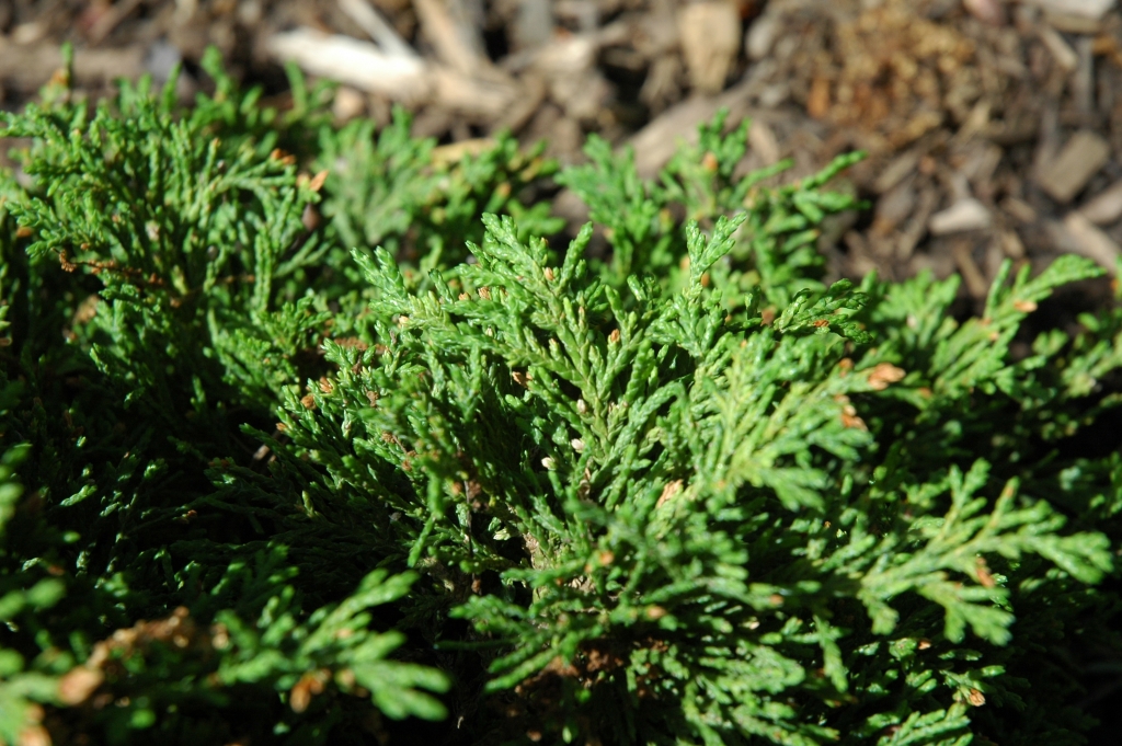Chamaecyparis lawsoniana 