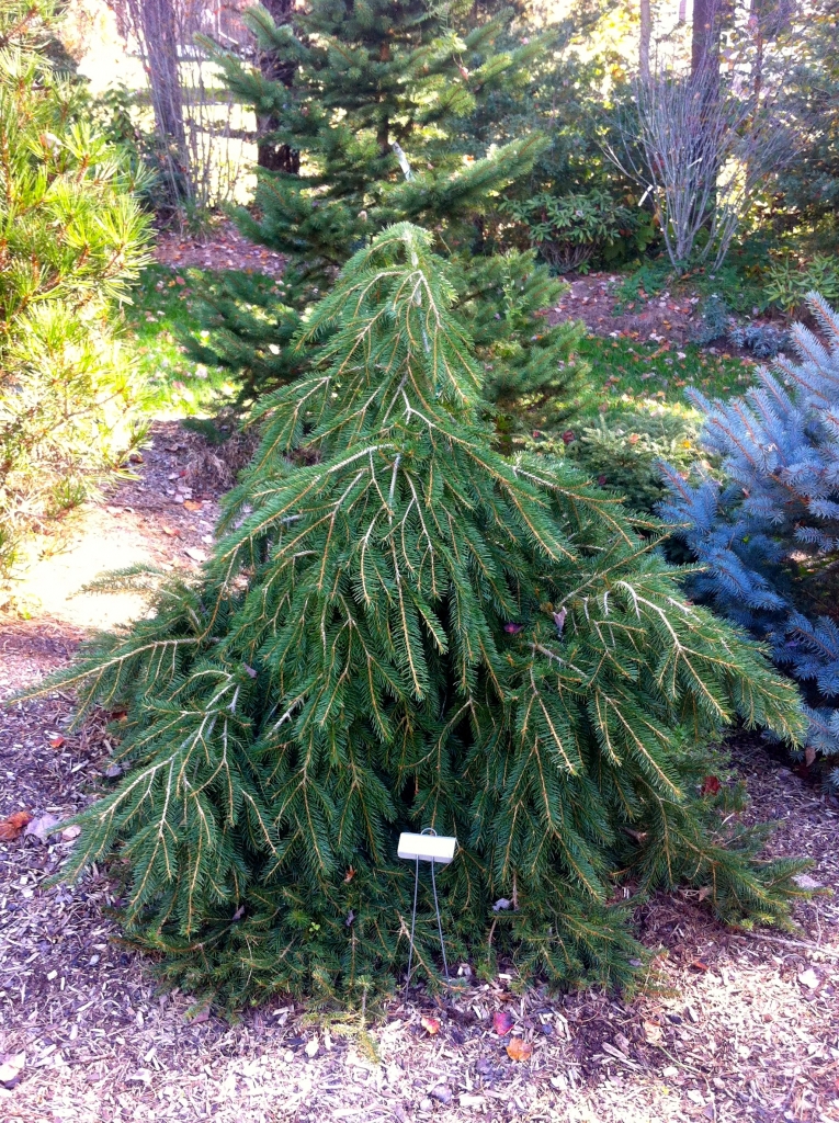 Picea abies 