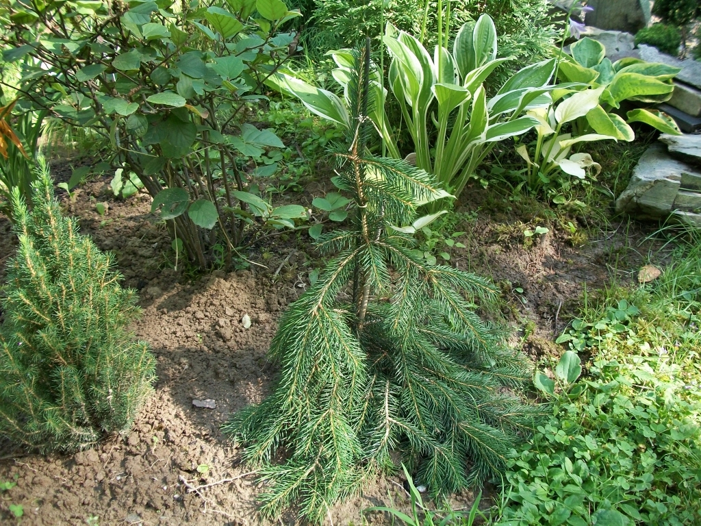Picea abies 