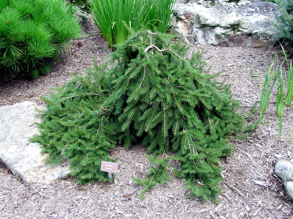Picea abies 