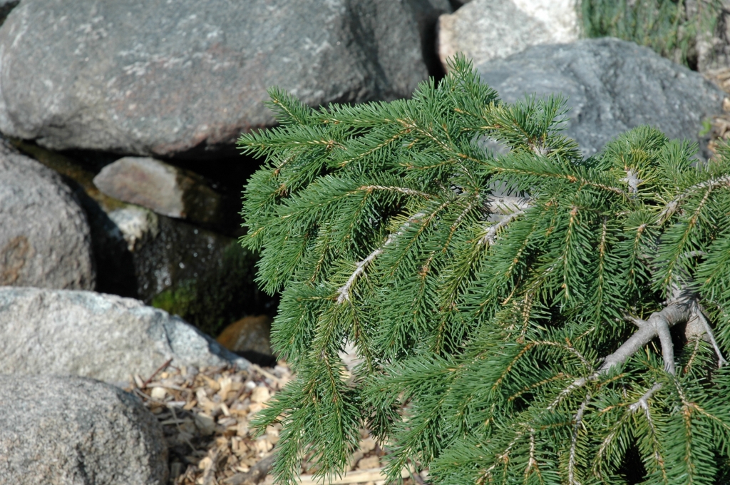 Picea abies 