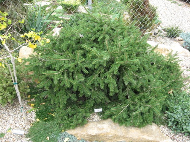 Picea abies 