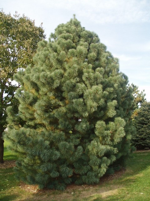Pinus strobus × ayacahuite 