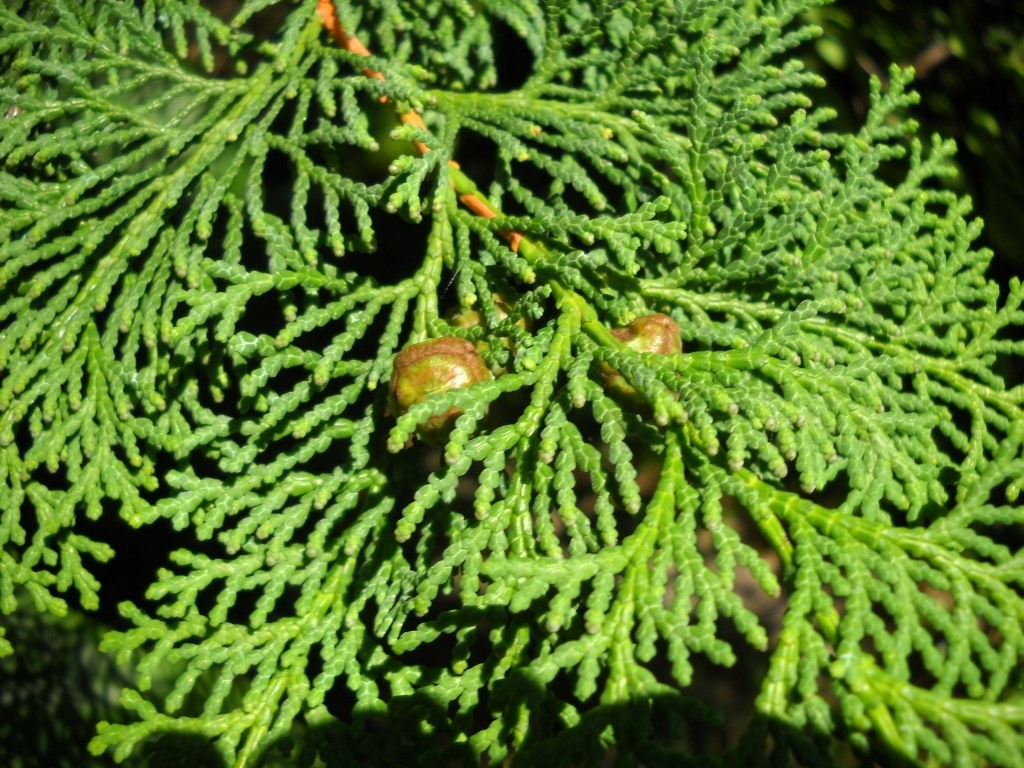 Chamaecyparis obtusa 