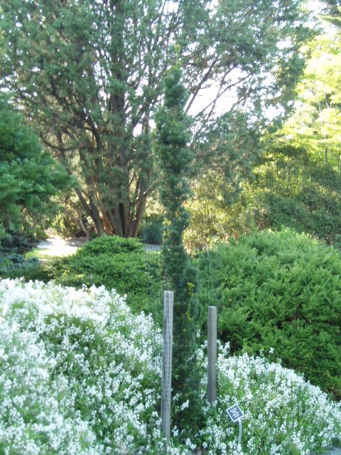 Taxus × media 
