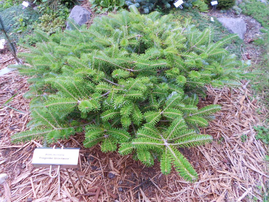 Abies koreana 