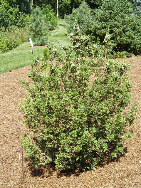 Chamaecyparis lawsoniana 