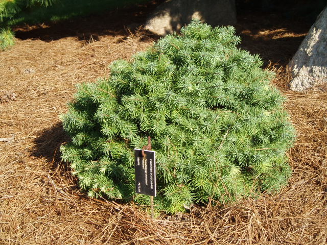 Pseudotsuga menziesii 