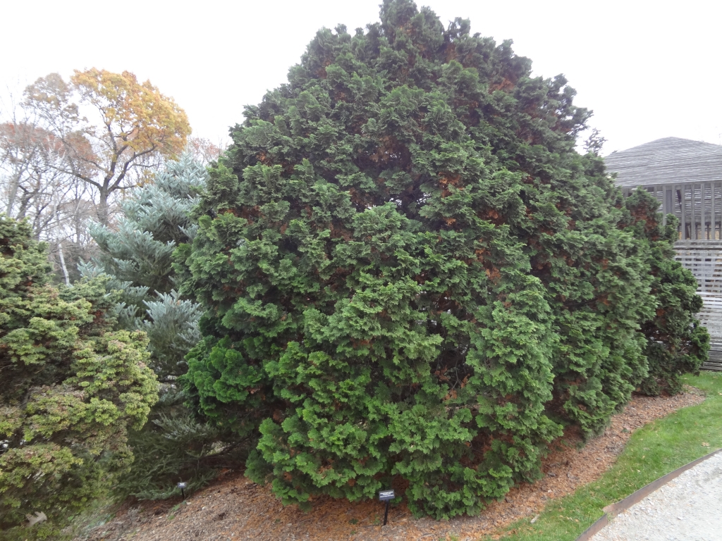Chamaecyparis obtusa 