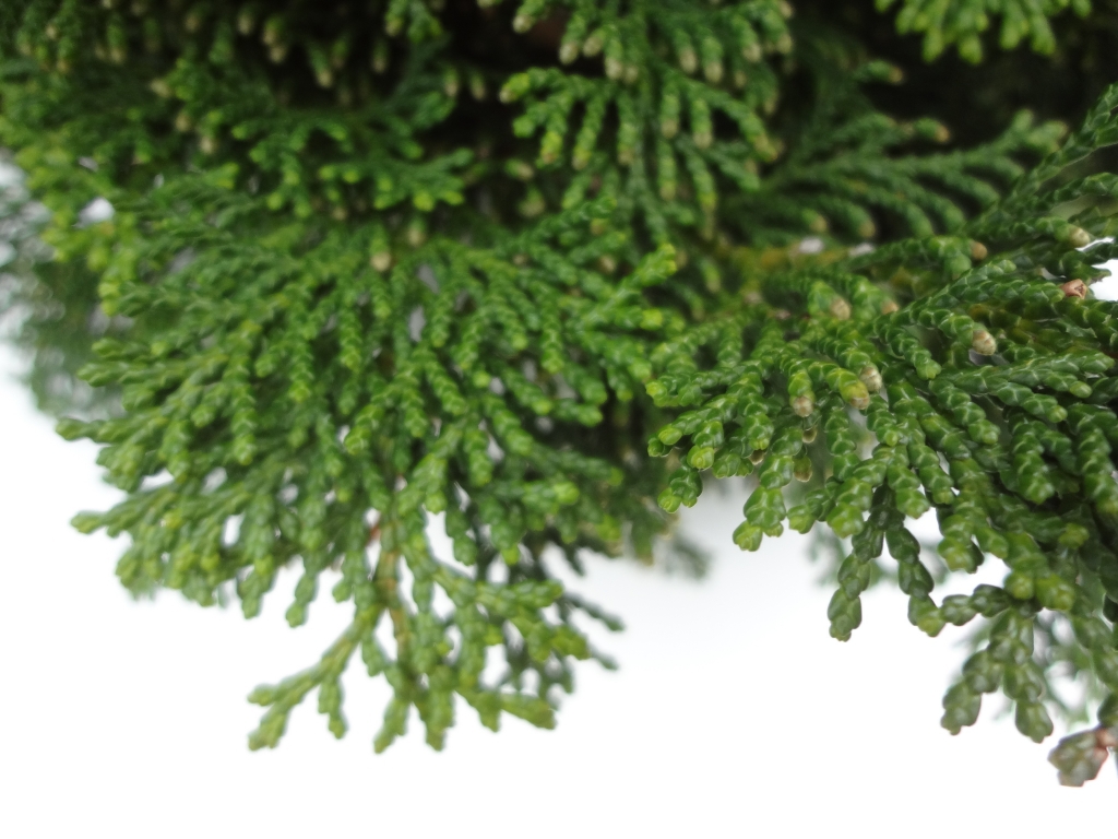 Chamaecyparis obtusa 