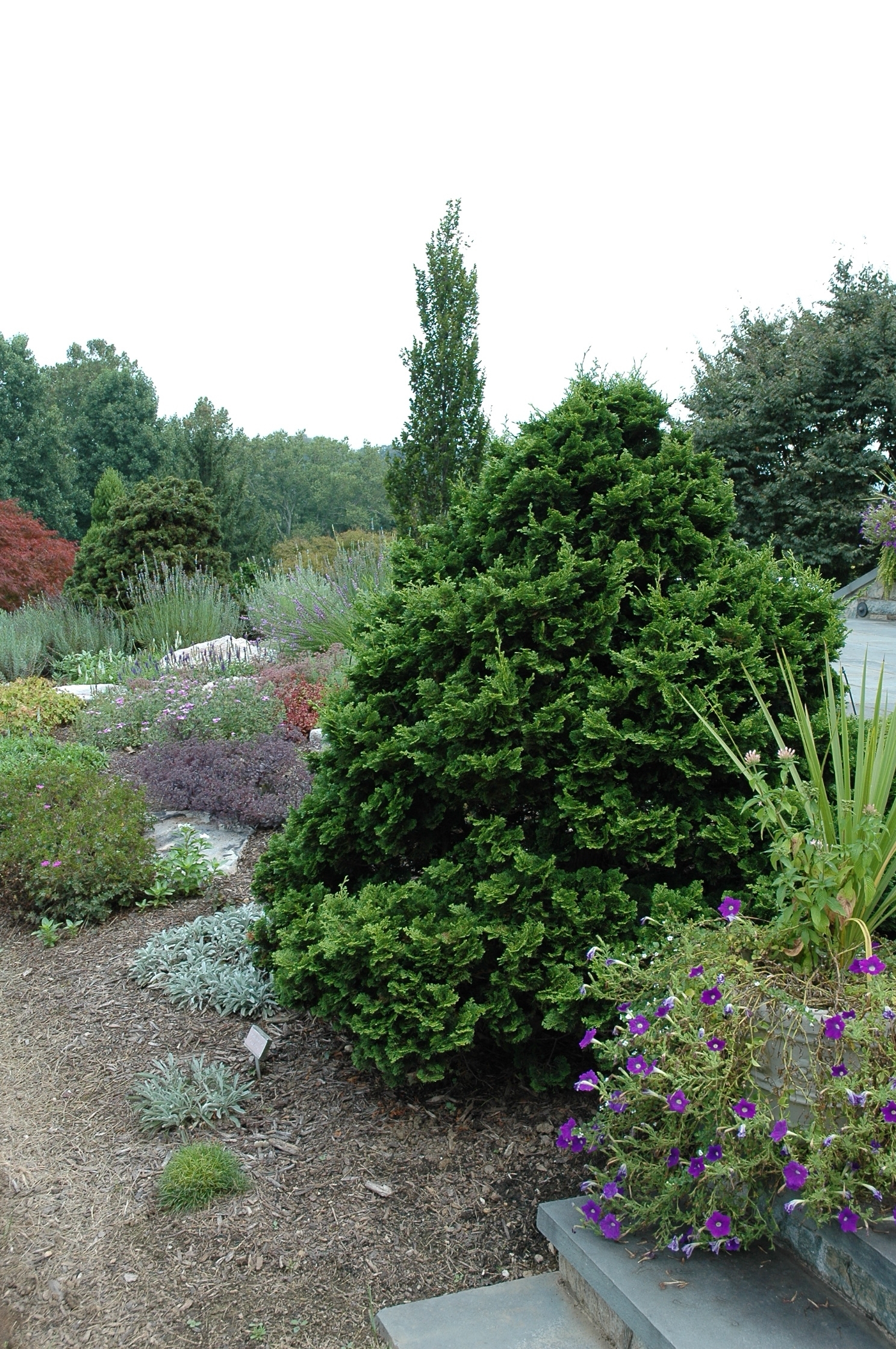 Chamaecyparis obtusa 
