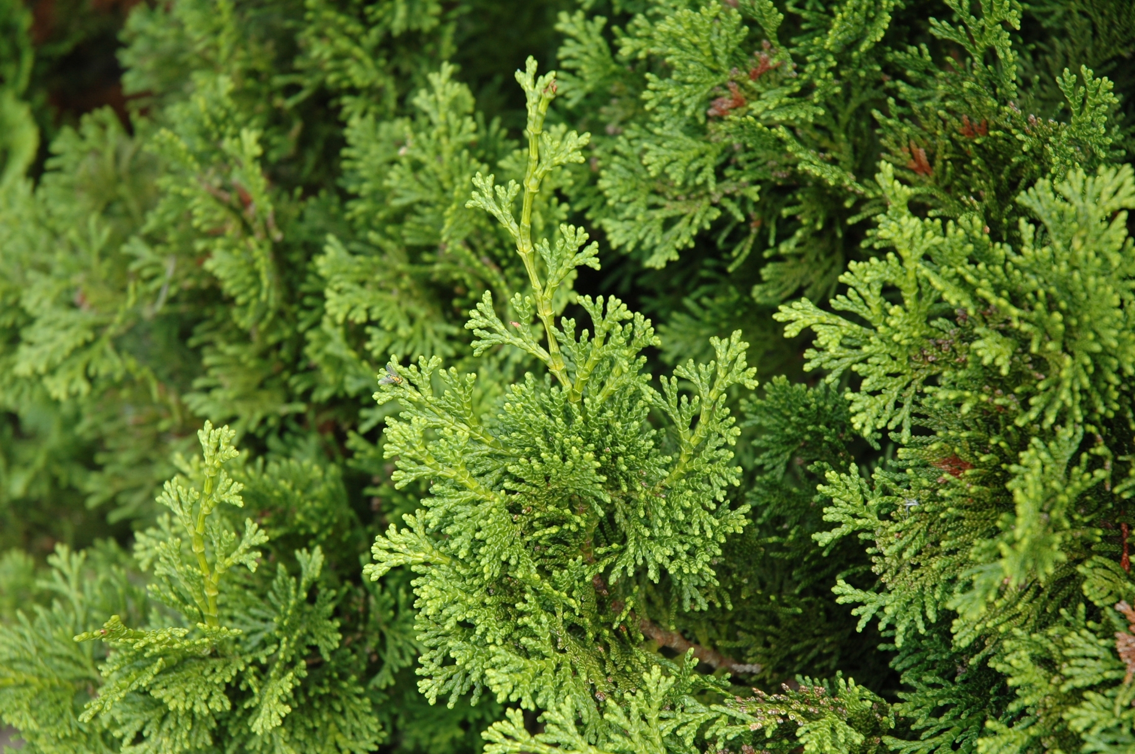 Chamaecyparis obtusa 