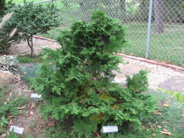 Chamaecyparis obtusa 