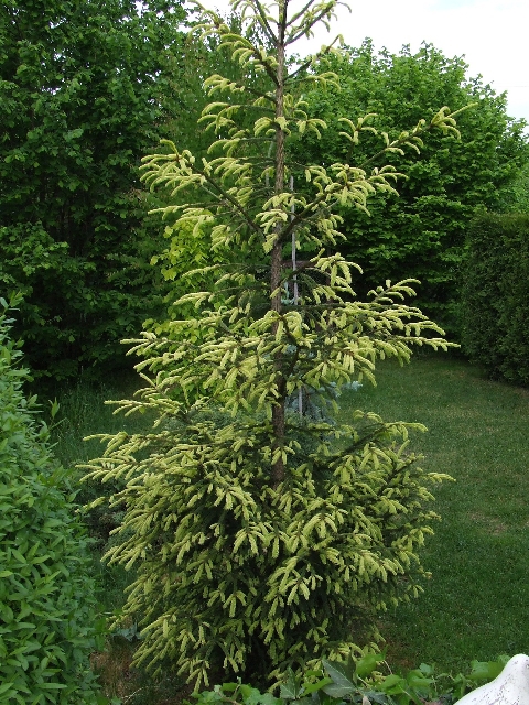 Picea abies 