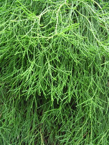 Platycladus orientalis 