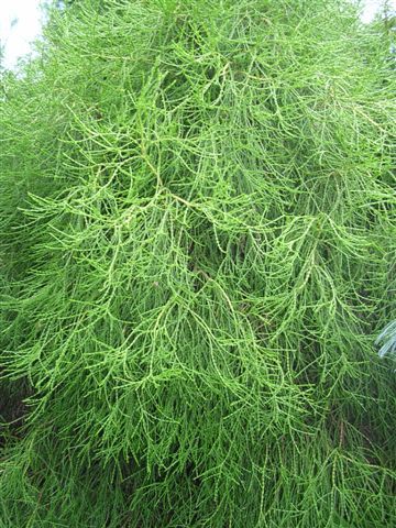 Platycladus orientalis 