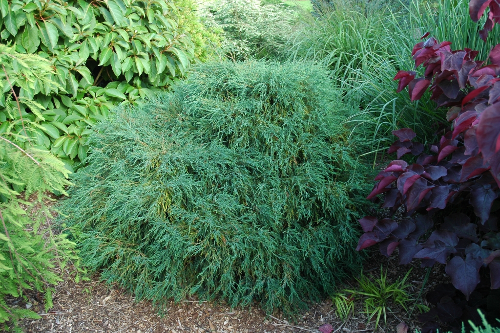 Chamaecyparis lawsoniana 