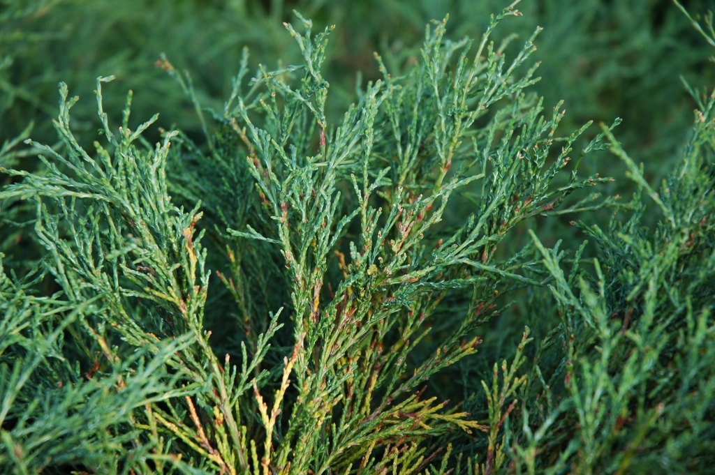 Chamaecyparis lawsoniana 
