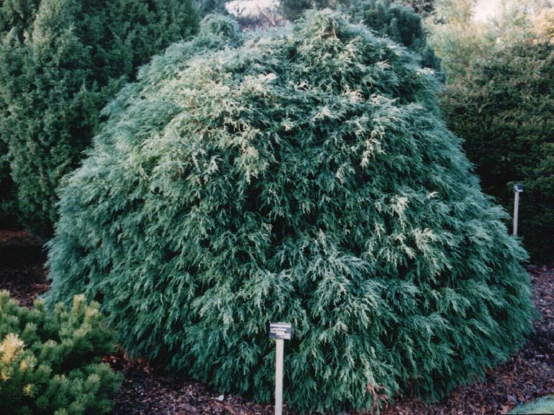 Chamaecyparis lawsoniana 