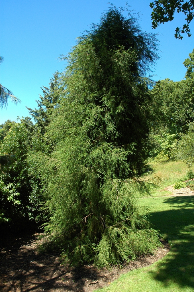 Chamaecyparis lawsoniana 