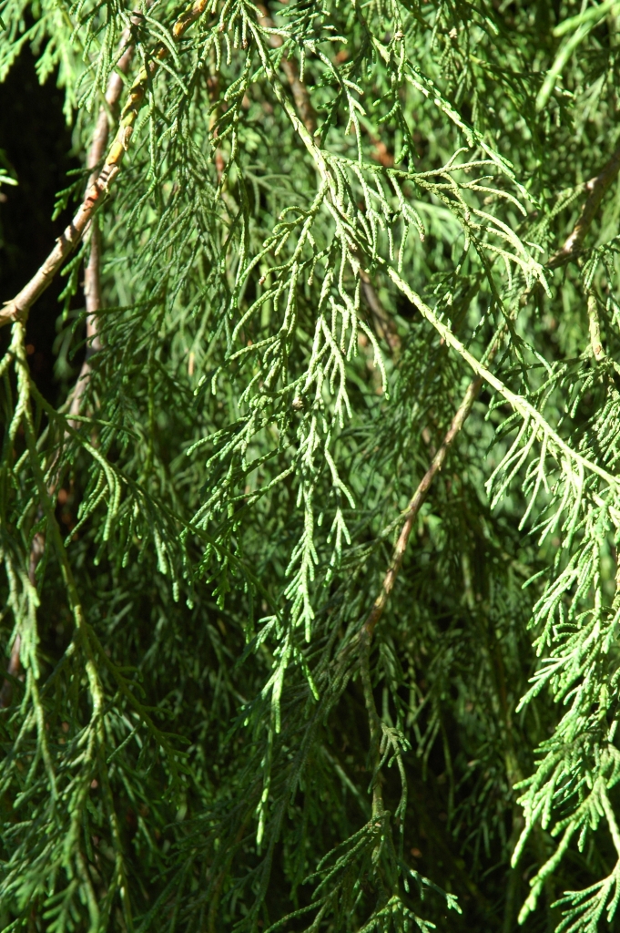 Chamaecyparis lawsoniana 
