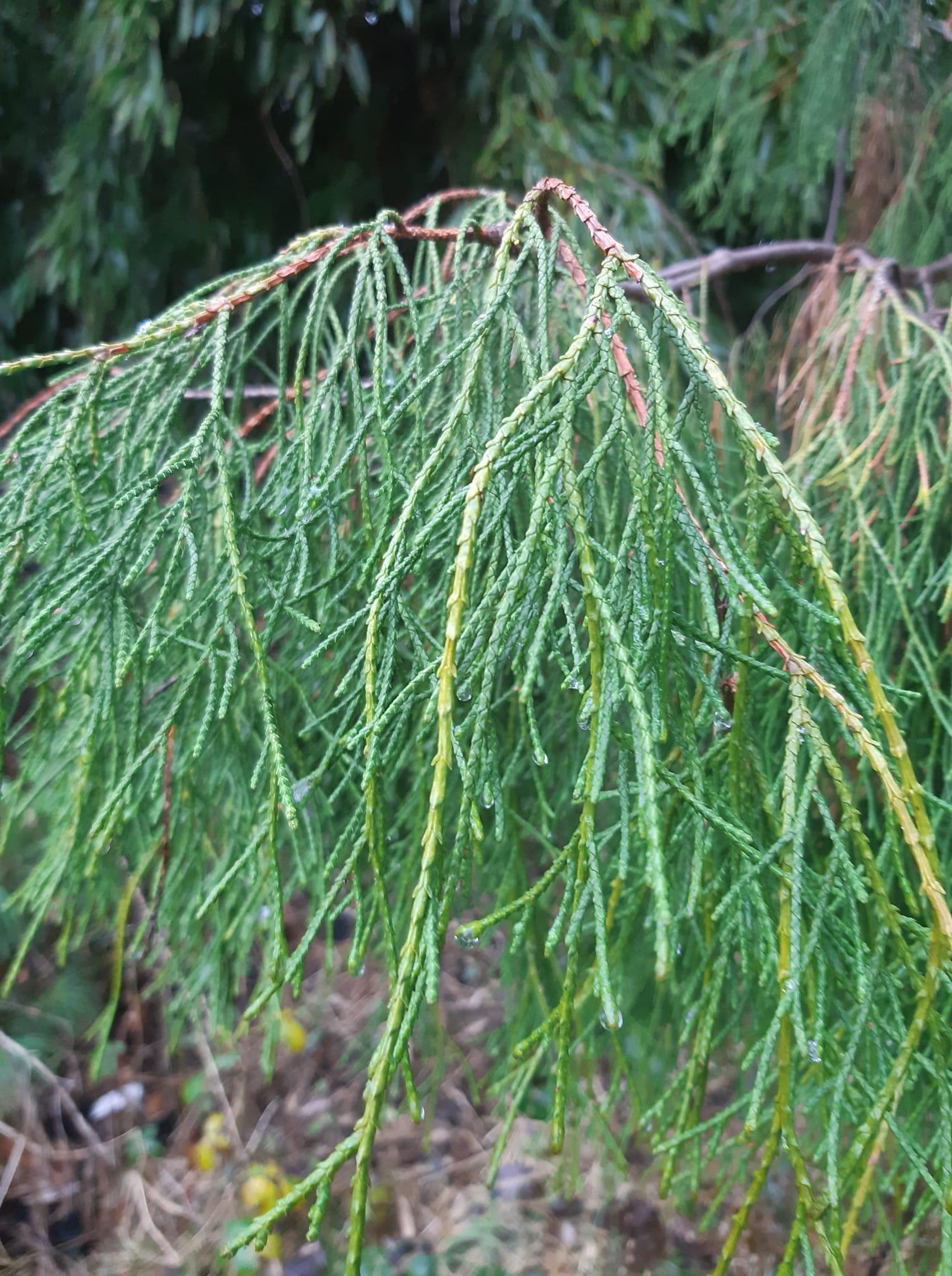 Chamaecyparis obtusa 
