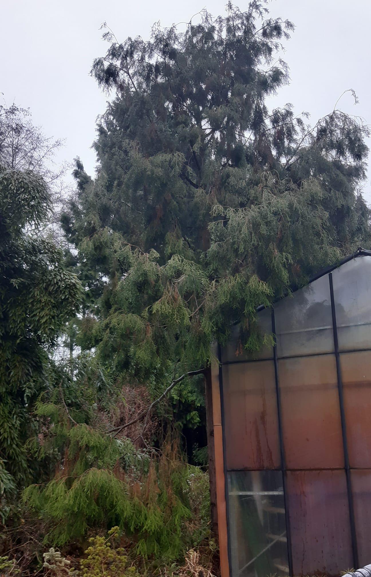 Chamaecyparis obtusa 