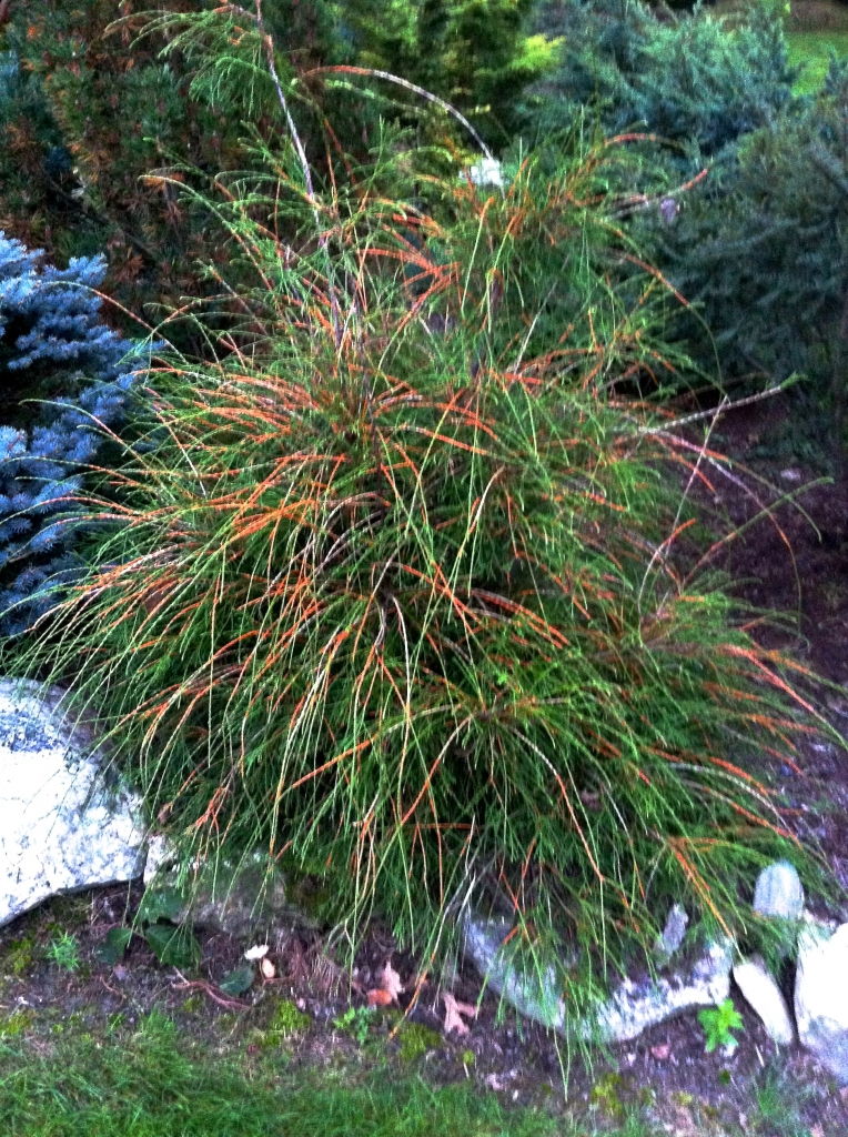 Thuja occidentalis 