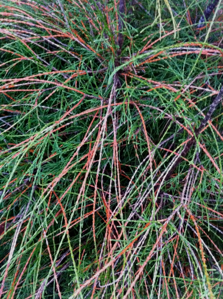Thuja occidentalis 