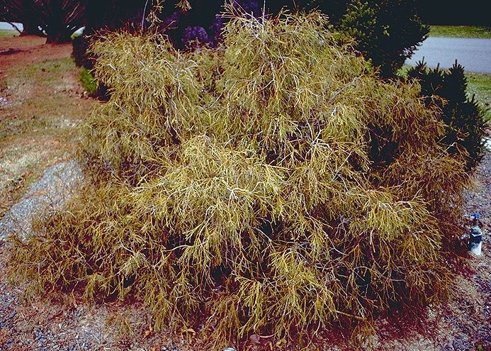 Thuja occidentalis 