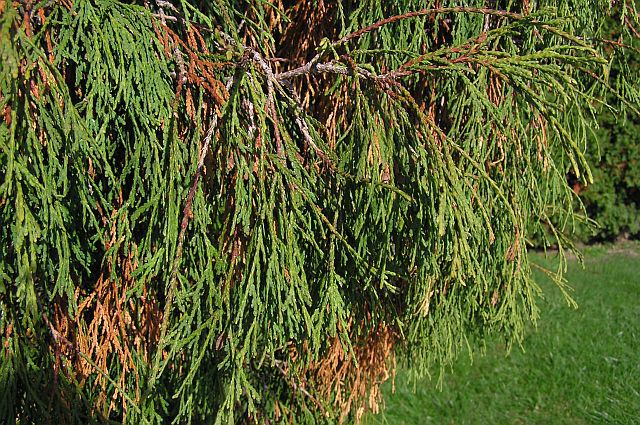 Thuja occidentalis 