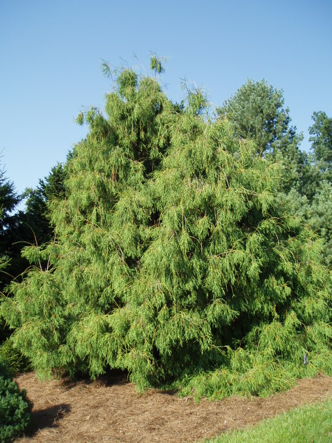 Thuja occidentalis 