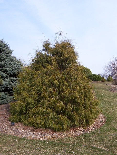 Thuja occidentalis 