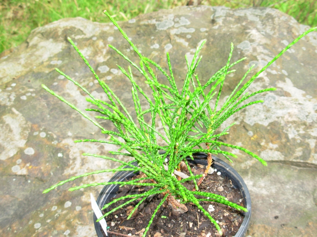 Thuja plicata 