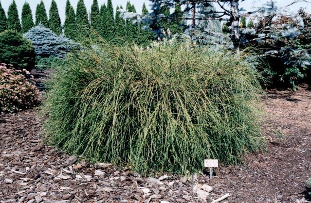 Thuja plicata 