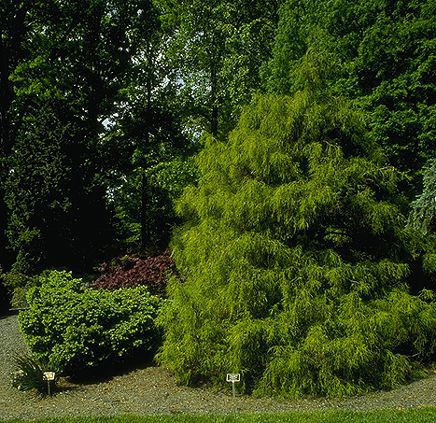 Chamaecyparis pisifera 